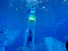 -芜湖新华联大白鲸海洋公园