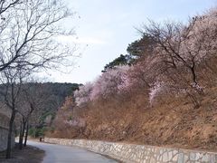 -北京西山国家森林公园