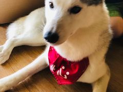 -Husky Go! 哈士奇体验馆·宠物咖啡厅狗咖