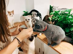 -李小姐の猫咖啡馆(五角场店)