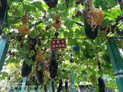 -东方巨龟苑景区