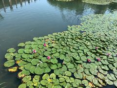 -苏州太湖湖滨国家湿地公园