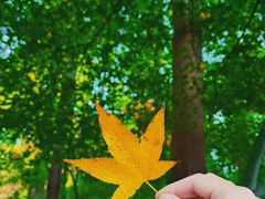 -上海共青森林公园