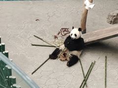 -沈阳森林动物园