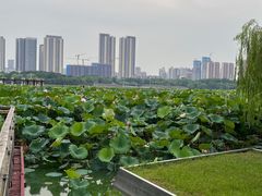 -月湖风景区