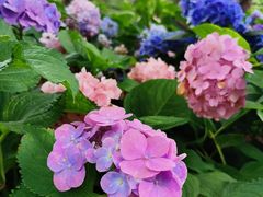 -上海滨江森林公园