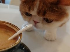 -飞行喵MR PILOT|猫舍·猫咖(静安大融城店)