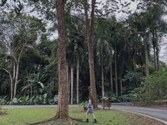 -中国科学院西双版纳热带植物园