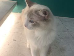 -飞行喵MR PILOT|猫舍·猫咖(静安大融城店)