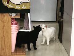 -东方名猫馆·英短金渐层布偶猫舍(环线广场1号楼店)