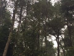 -铁山坪森林公园