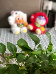 -觅屿日式脱毛美肤