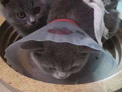 -佳怡动物医院·平价24小时·猫专科骨外科