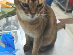 -芭比堂动物医院(广州爱宠下渡路分院)