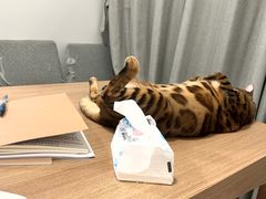 -牛New寿喜烧(中山公园龙之梦店)