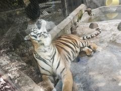 -海南热带野生动植物园