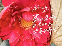 -荷花大观园