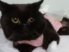 -达爱动物医院·犬猫分区·CT·复杂眼科(远洋山水分院)