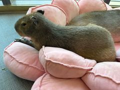 -FAIRYLAND龙族星球主题餐厅(凯丹广场店)