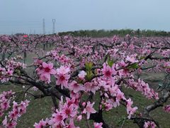-樂桃源奉贤黄桃种植采摘基地