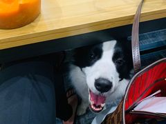 -上海潜殿潜水中心