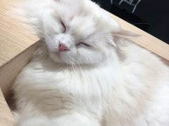 -瞄一喵猫咖(格力海岸店)