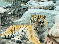 -北京野生动物园