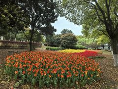 -上海鲜花港