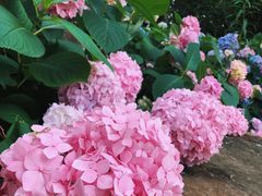 -上海滨江森林公园