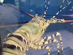 -好彩海鲜火锅饭店(银河百老汇店)