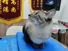 -瑞鹏宠物医院·内科·中兽医·骨科(苗圃店)