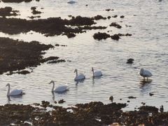 -烟墩角天鹅湖