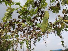 -尚果生态采摘园