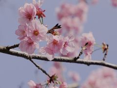 -顾村公园