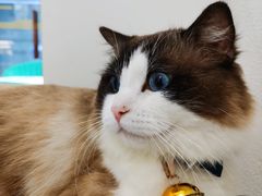 -喵喵咪呀布偶猫咖(春熙路店)