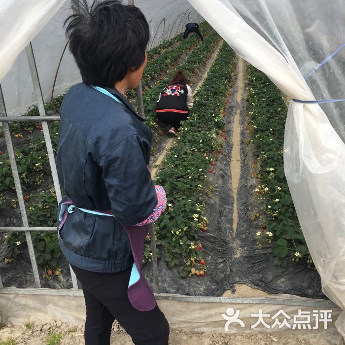 小魚草莓採摘園農家樂(小魚餐廳)圖片 - 第2張