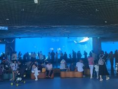 -海合安成都极地海洋公园