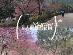 -桃花岭景区