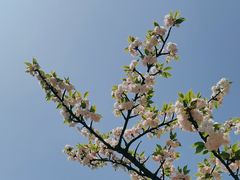 -顾村公园