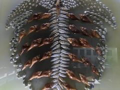 -贝壳王国博物馆