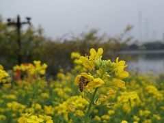 -海珠湖公园