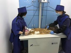 -哆趣宠物医院·眼科·内镜·急重症转诊中心(上海店)