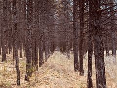 -御道口草原森林风景区
