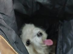 -全心全意连锁动物医院·微创中心·内科急重症·心脏专科(丰管路店)
