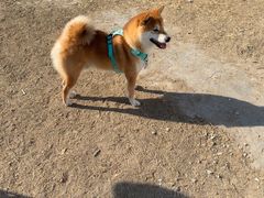 -小意思咖啡店(草桥店)