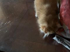 -东方名猫馆·英短金渐层布偶猫舍(环线广场1号楼店)