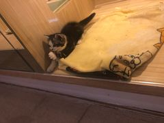 -屋虎猫馆(宝安大仟里店)