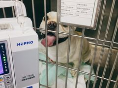 -爱侣宠医·鹦鹉专科·小型哺乳类·异宠专科(灵石路店)