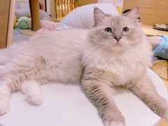 -滚猫咖啡·猫咖·猫友好撸猫(未来城店)