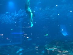 -海棠湾洲际-涛·海底餐厅·美人鱼·自助餐·海底隧道